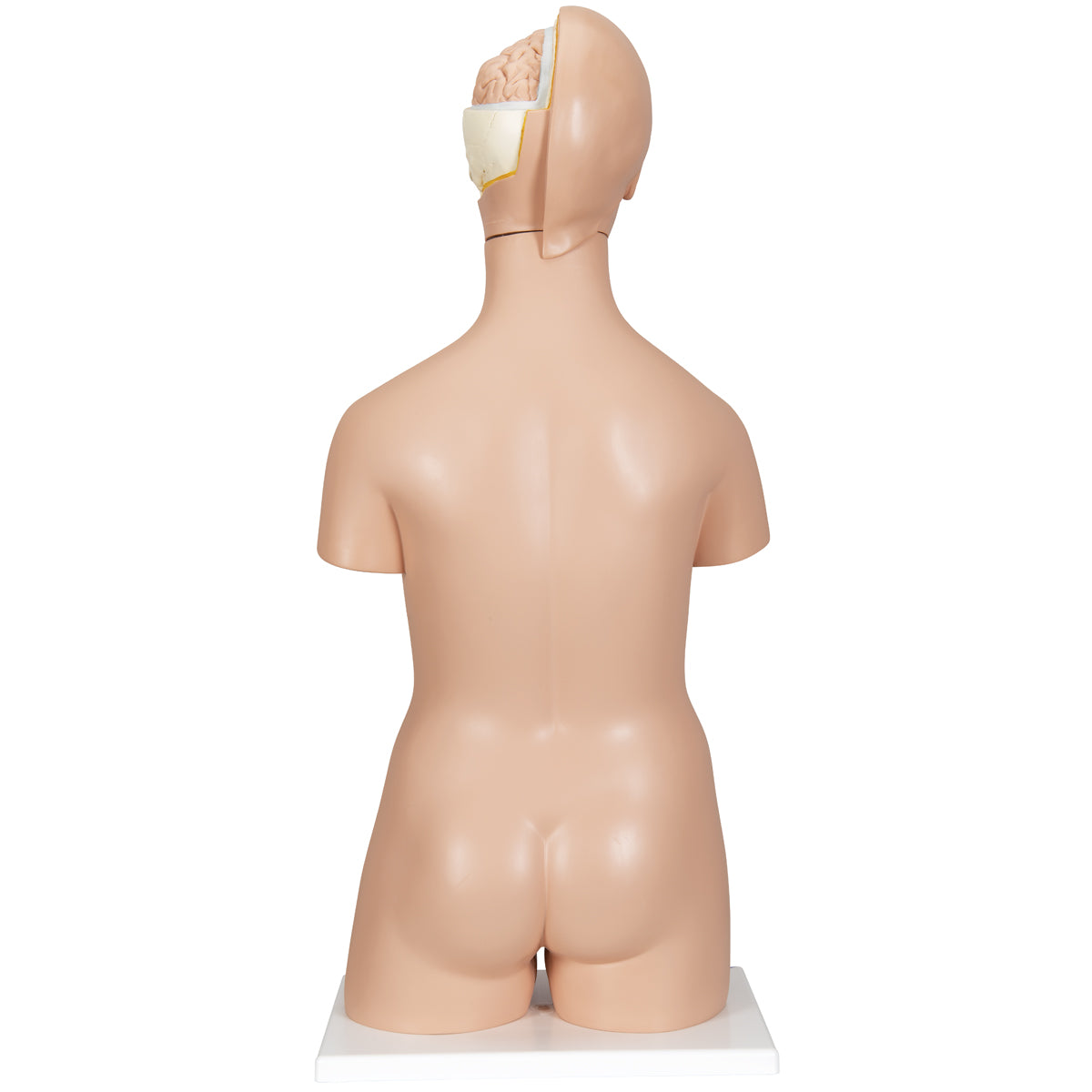 Deluxe Dual Sex Human Torso Model, 20 part