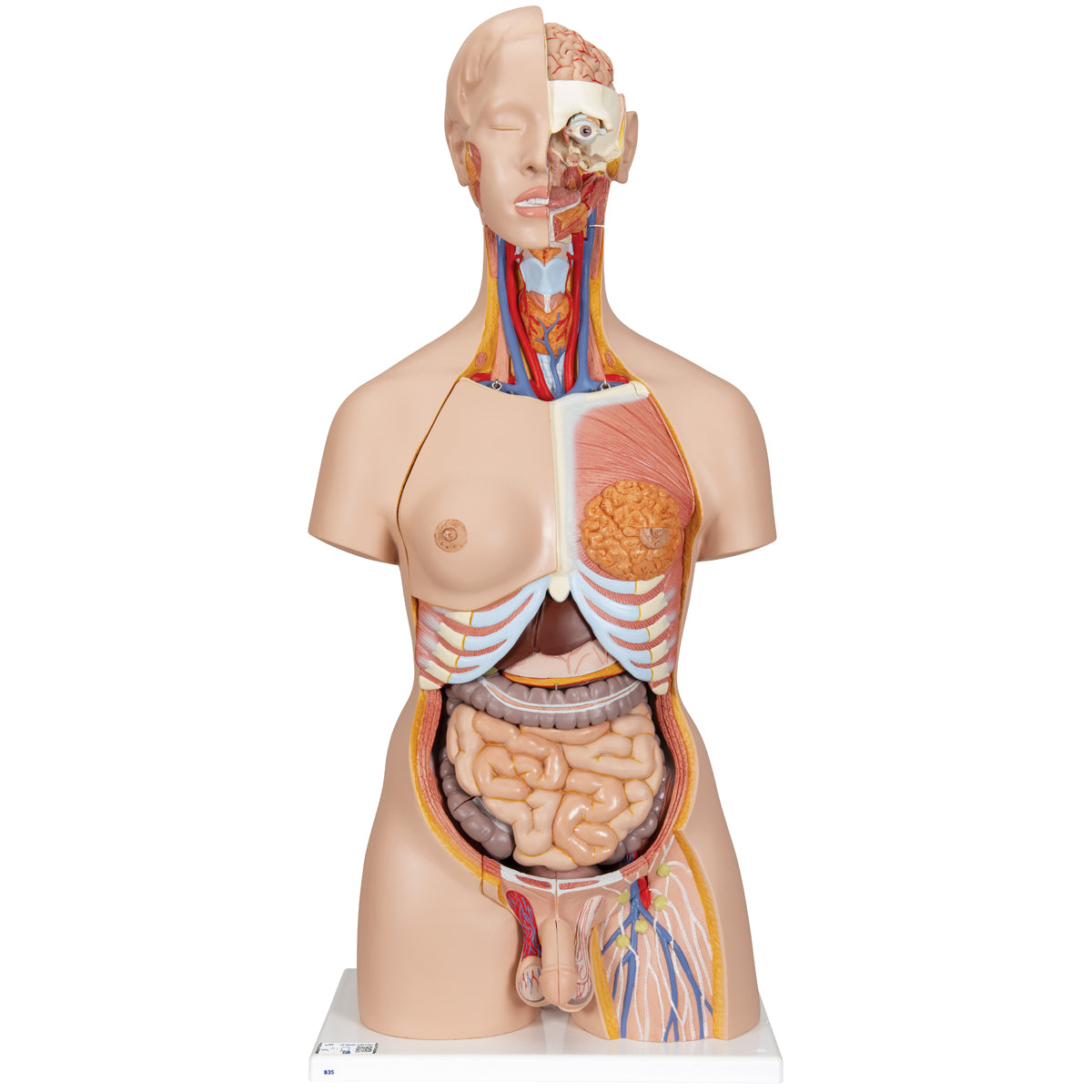 Deluxe Dual Sex Human Torso Model with Opened Back, 28 part - 3B Scientific B35, view 8