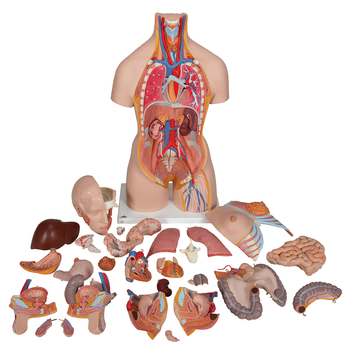 Deluxe Dual Sex Human Torso Model with Opened Back, 28 part - 3B Scientific B35, view 10