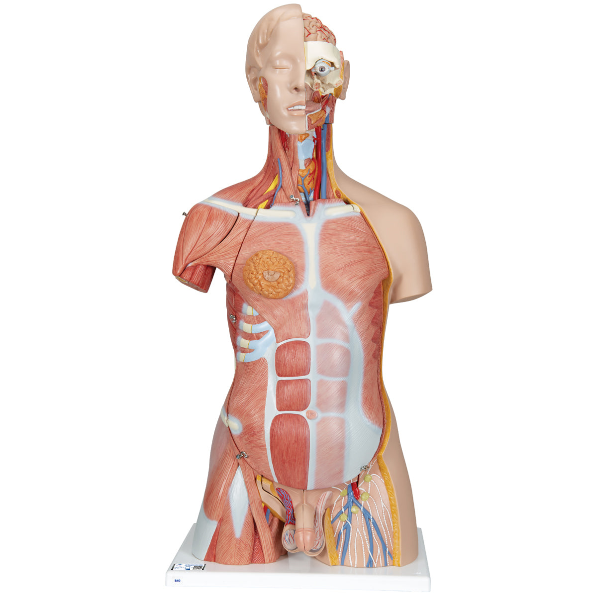 Deluxe Dual Sex Human Muscle Torso Model, 31 part - 3B Scientific B40, view 8