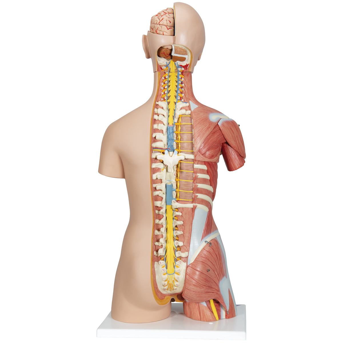 Deluxe Dual Sex Human Muscle Torso Model, 31 part - 3B Scientific B40, view 9