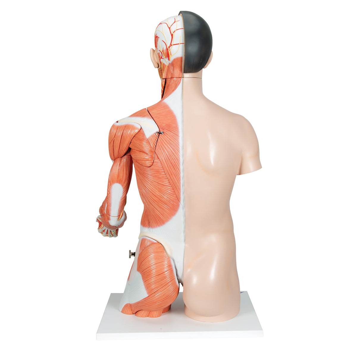 Life-Size Asian Dual Sex Human Torso Model with Muscular Arm, 33 parts