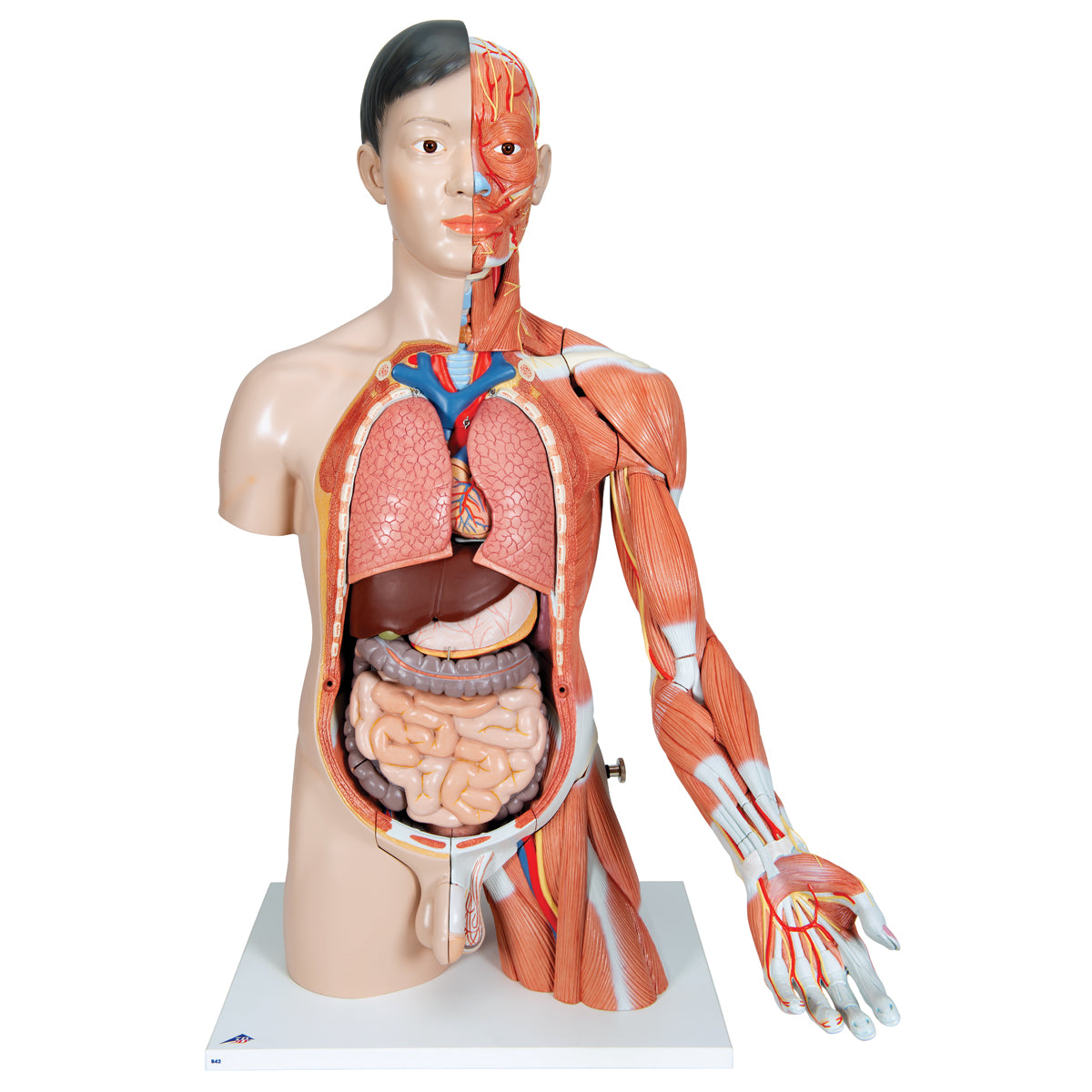 Life-Size Asian Dual Sex Human Torso Model with Muscular Arm, 33 parts