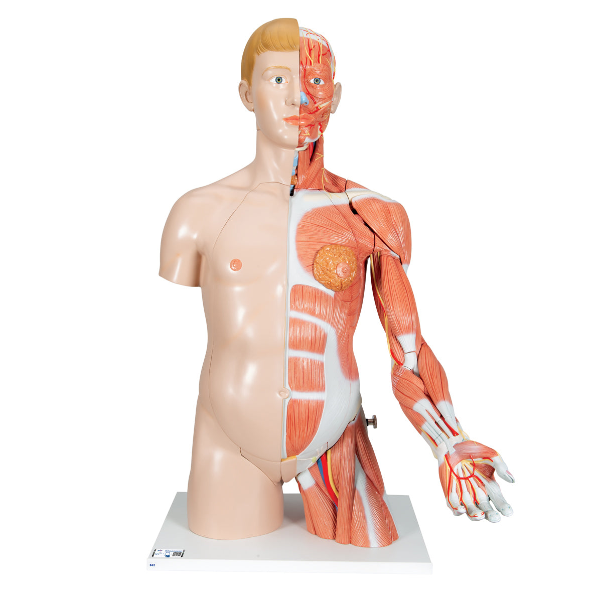 Life-Size Dual Sex Human Torso Model with Muscle Arm, 33 parts