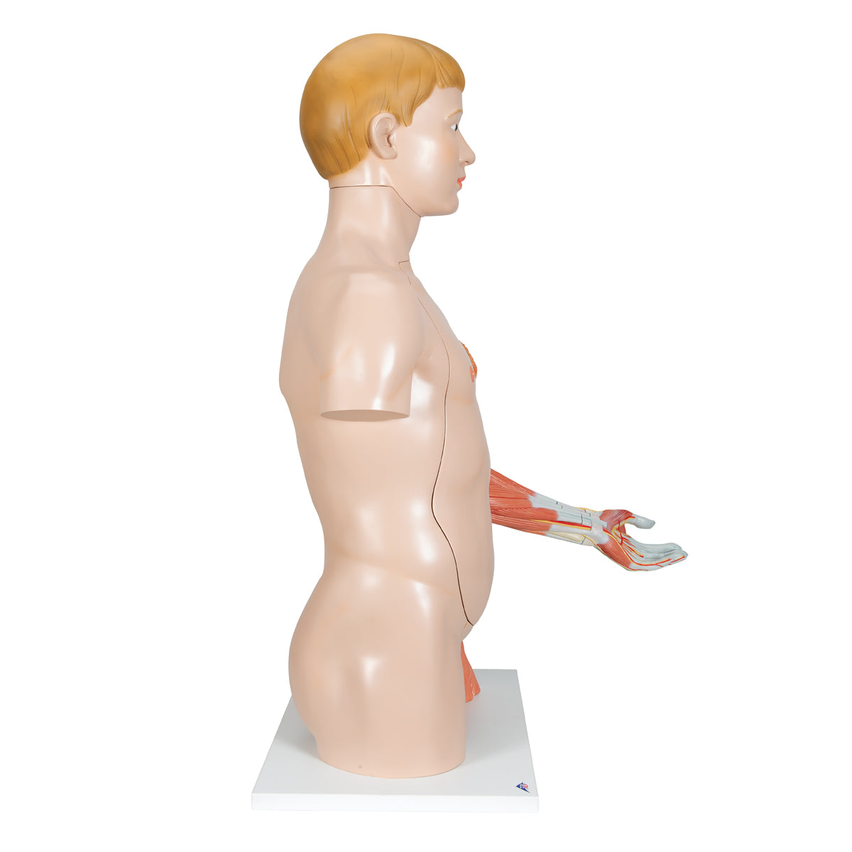 Life-Size Dual Sex Human Torso Model with Muscle Arm, 33 parts - 3B Scientific B42, view 8