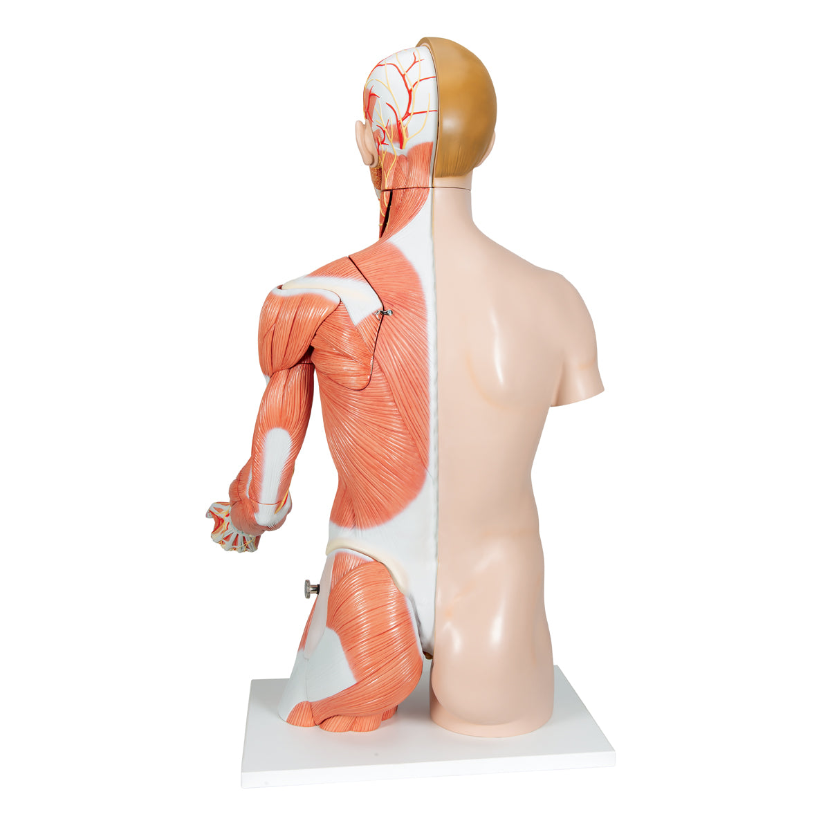 Life-Size Dual Sex Human Torso Model with Muscle Arm, 33 parts - 3B Scientific B42, view 9