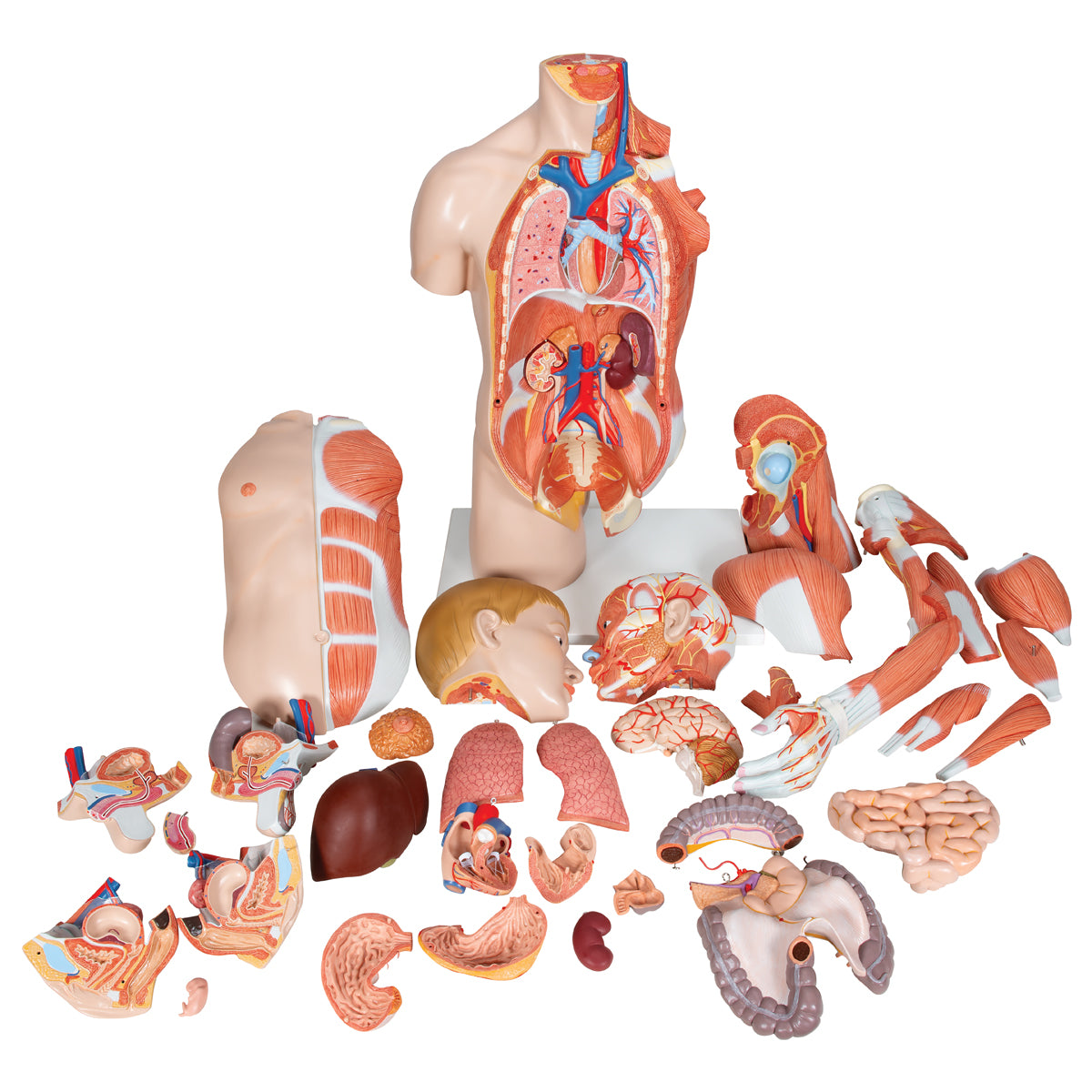 Life-Size Dual Sex Human Torso Model with Muscle Arm, 33 parts - 3B Scientific B42, view 12