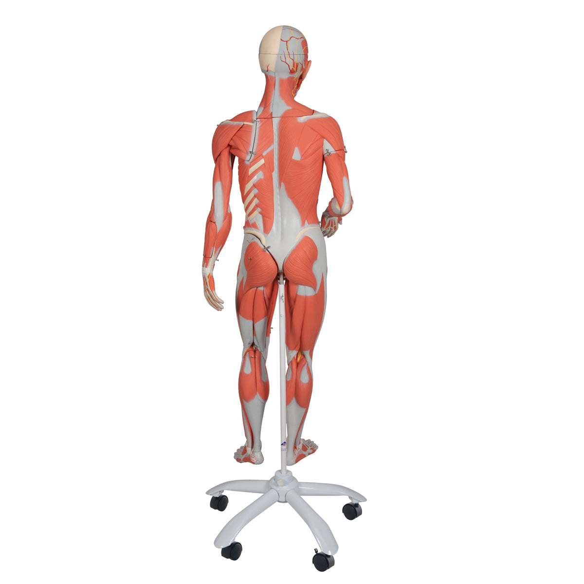 3/4 Life-Size Dual Sex Human Muscle Model on Metal Stand, 45-part