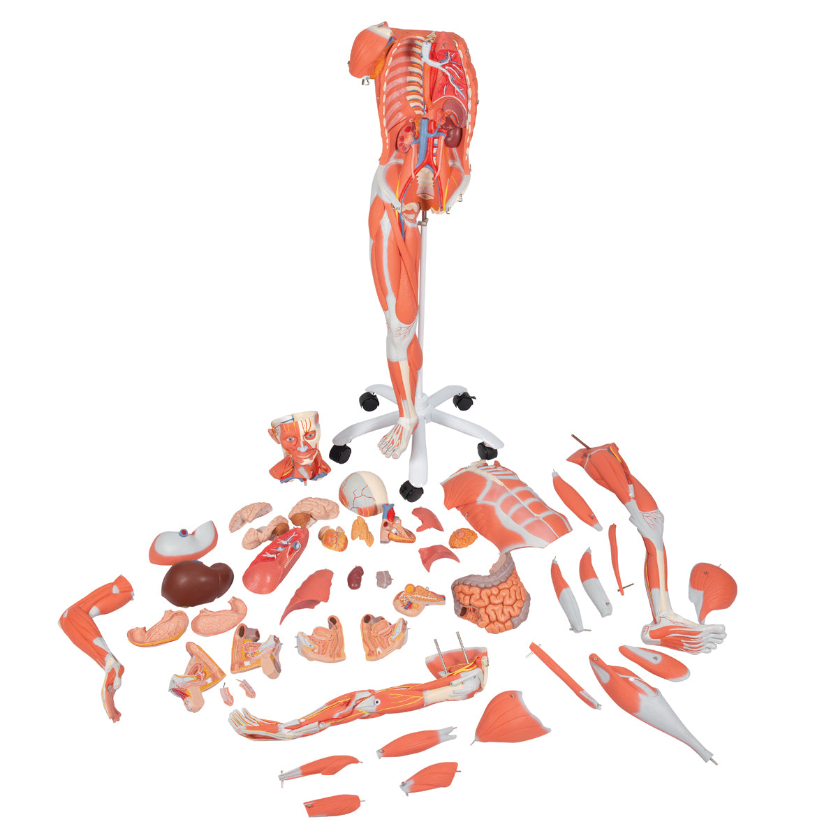 3/4 Life-Size Dual Sex Human Muscle Model on Metal Stand, 45-part