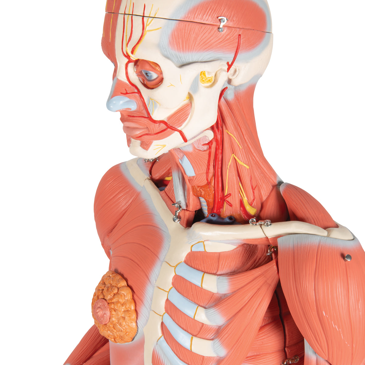 3/4 Life-Size Dual Sex Human Muscle Model on Metal Stand, 45-part