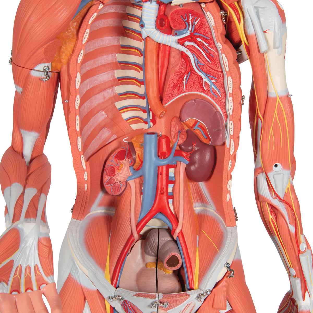 3/4 Life-Size Dual Sex Human Muscle Model on Metal Stand, 45-part