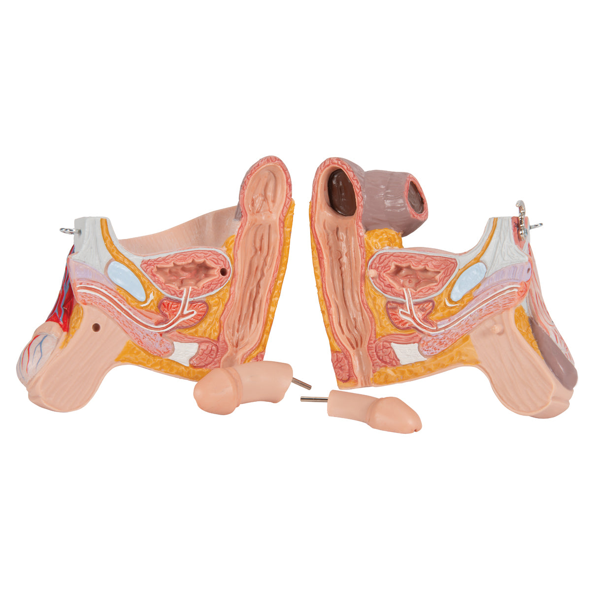 3/4 Life-Size Dual Sex Human Muscle Model on Metal Stand, 45-part