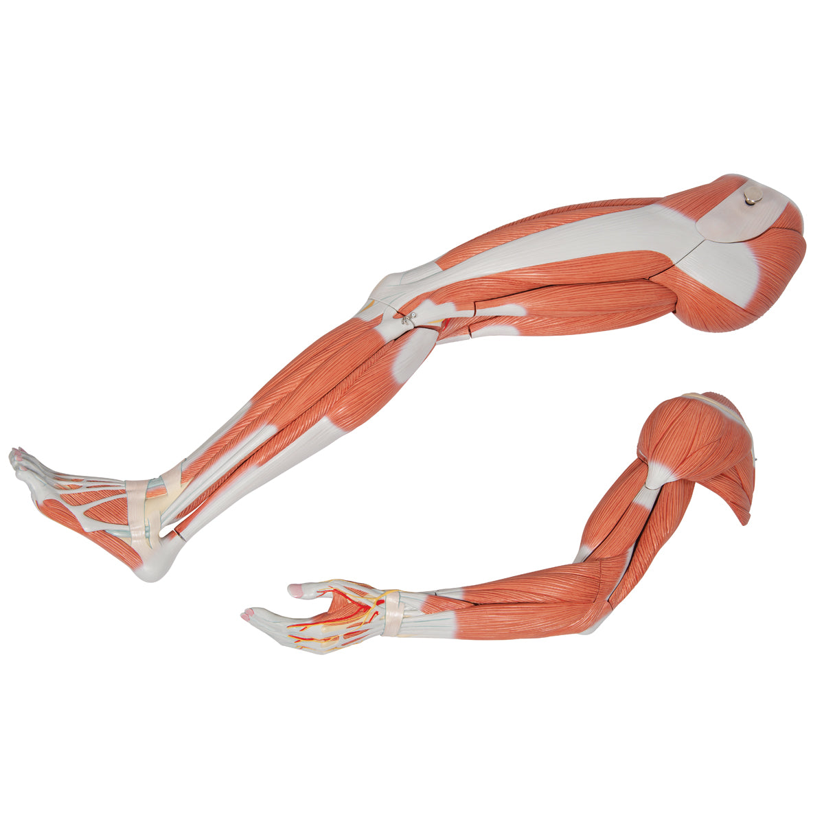 Life-Size Dual Sex Asian Human Figure, Half Side with Muscles, 39 part
