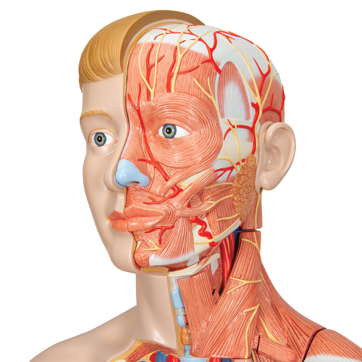 Life-Size Dual Sex Human Figure, Half Side with Muscles, 39 parts - 3B Scientific B53, view 10