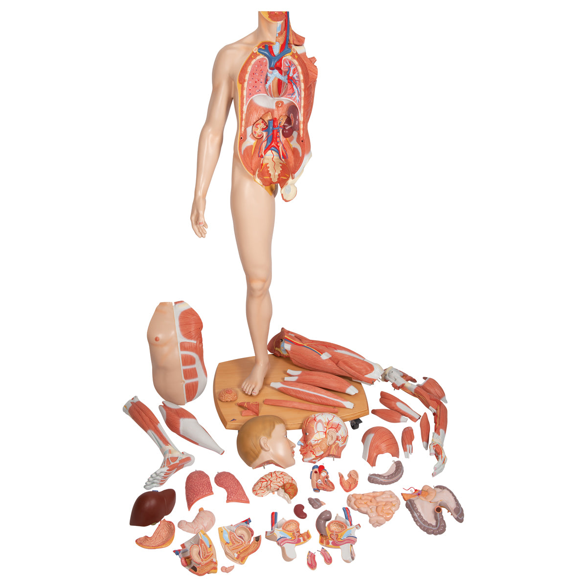 Life-Size Dual Sex Human Figure, Half Side with Muscles, 39 parts - 3B Scientific B53, view 12