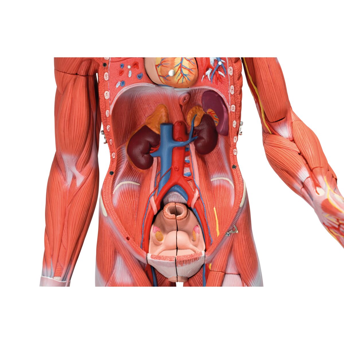 1/2 Life-Size Complete Human Dual Sex Muscle Model, 33 part