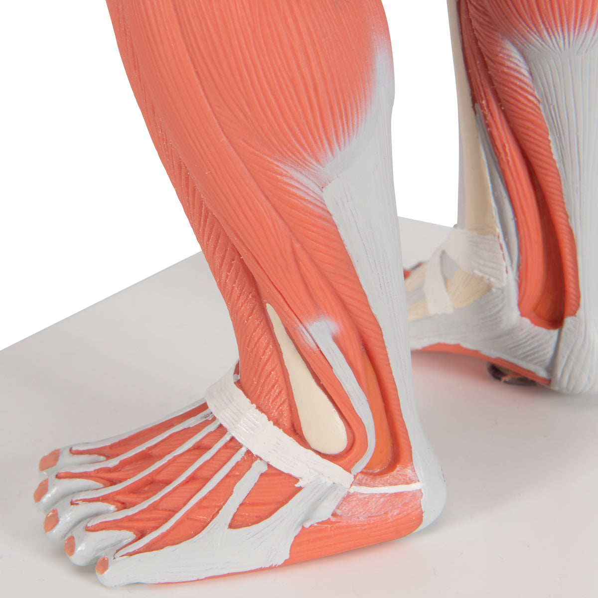 1/3 Life-Size Human Muscle Figure, 2 part