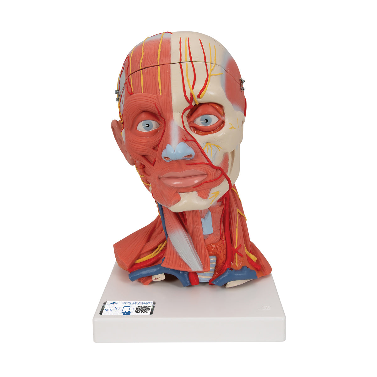 Head and Neck Musculature Model, 5 parts