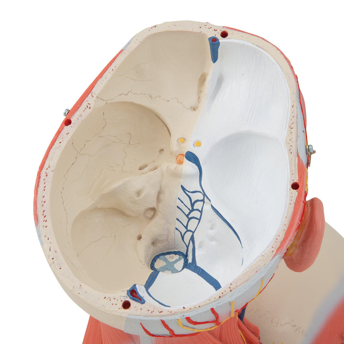 Head and Neck Musculature Model, 5 parts