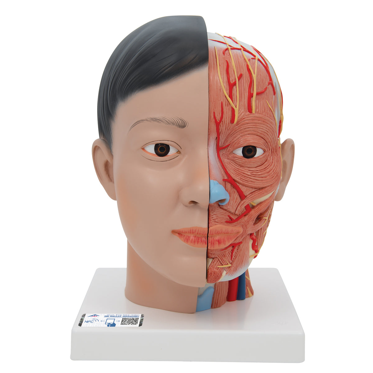 Asian Deluxe Head Model with Neck, 4 part - 3B Scientific C06, view 8