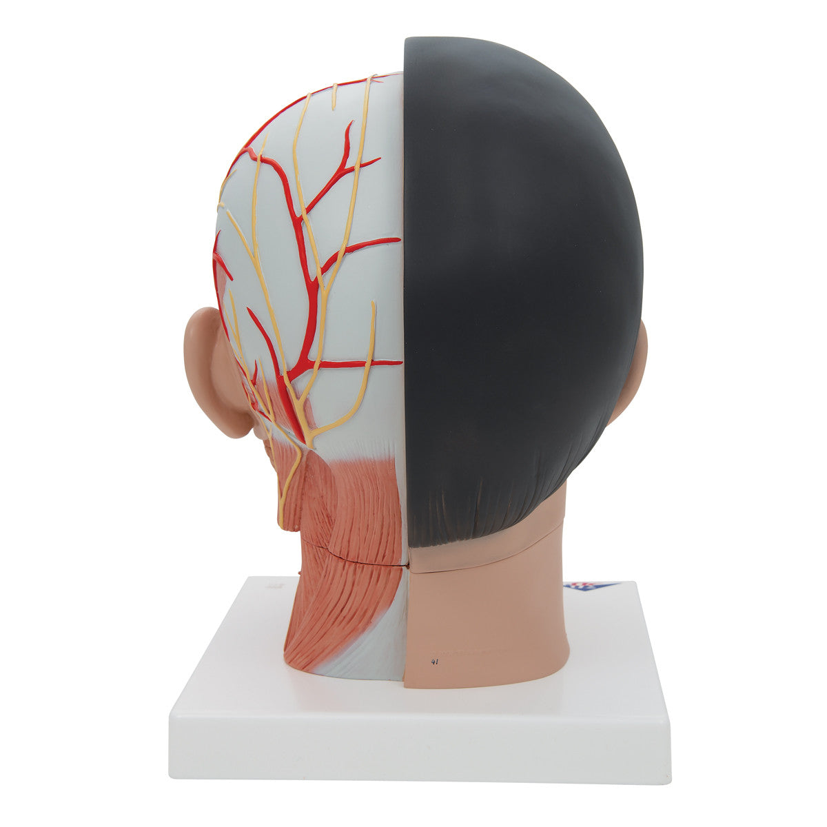 Asian Deluxe Head Model with Neck, 4 part | 3B Scientific C06 | Candent - rear