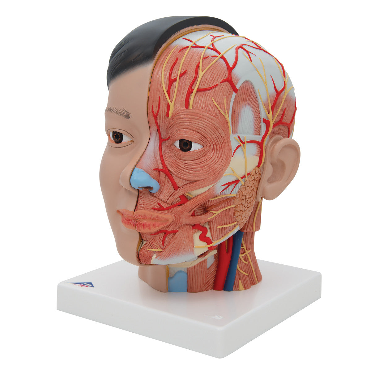Asian Deluxe Head Model with Neck, 4 part | 3B Scientific C06 | Candent - muscular