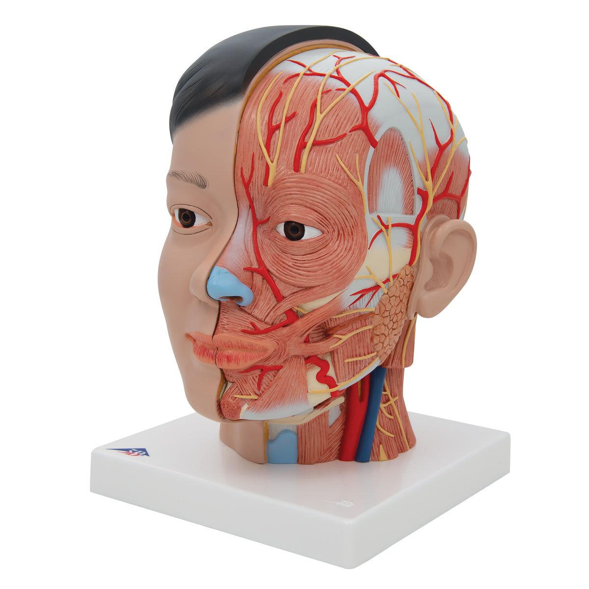 Asian Deluxe Head Model with Neck, 4 part - 3B Scientific C06, view 11