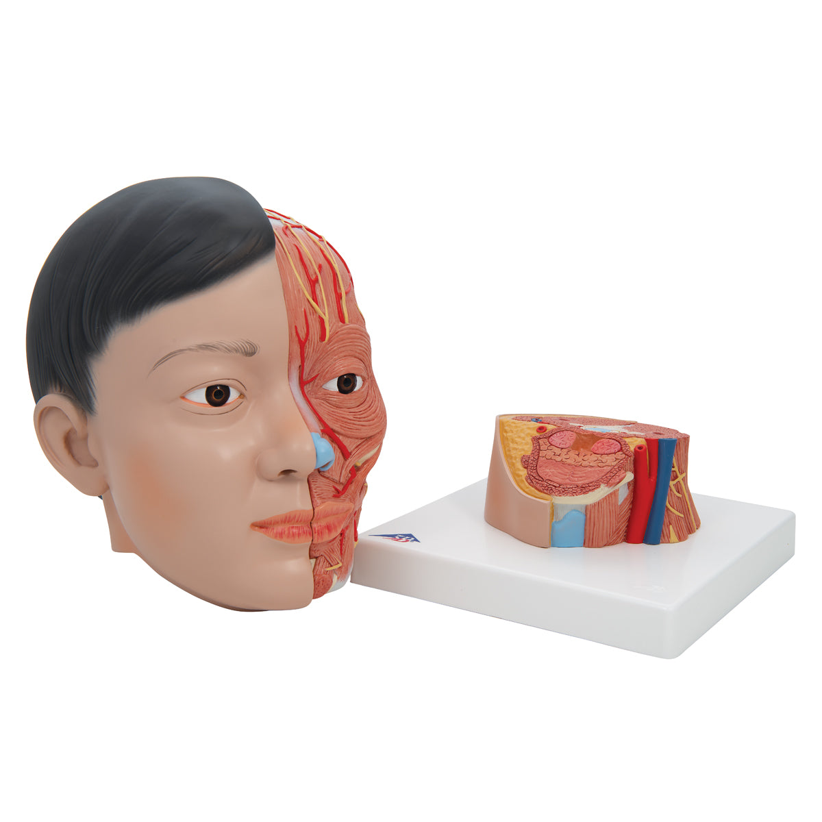 Asian Deluxe Head Model with Neck, 4 part - 3B Scientific C06, view 12