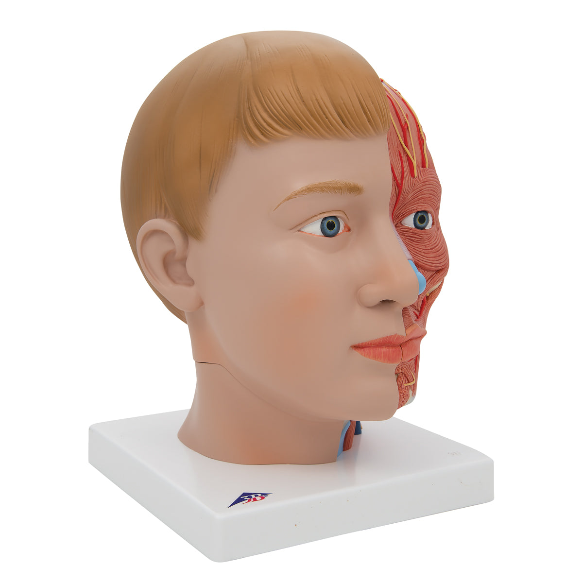 Human Head Model with Neck, 4 part - 3B Scientific C07, view 9
