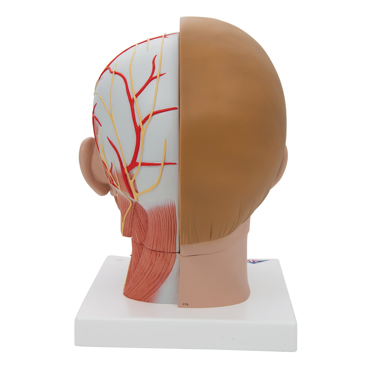 Human Head Model with Neck, 4 part - 3B Scientific C07, view 10