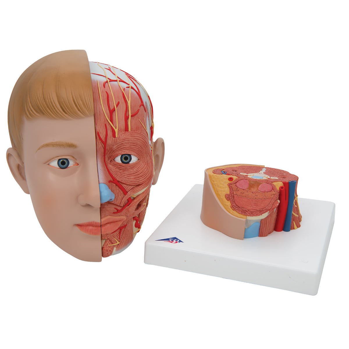 Human Head Model with Neck, 4 part - 3B Scientific C07, view 13