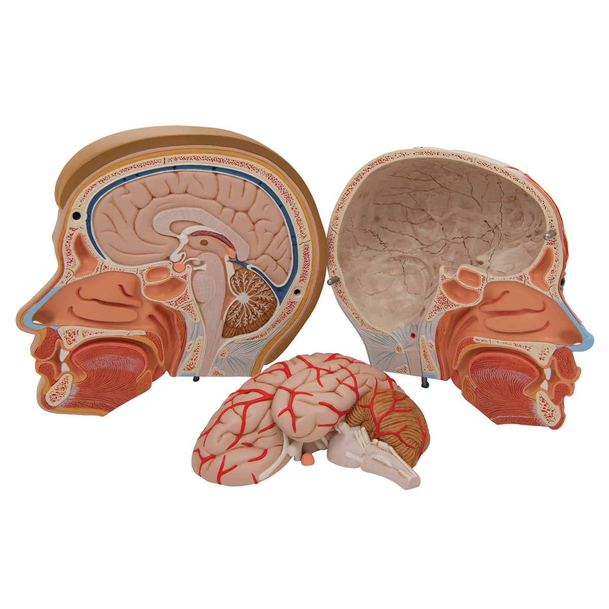 Human Head Model with Neck, 4 part - 3B Scientific C07, view 14