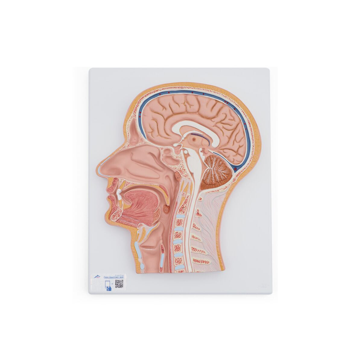 Median Section of the Head C12 — 3B Scientific