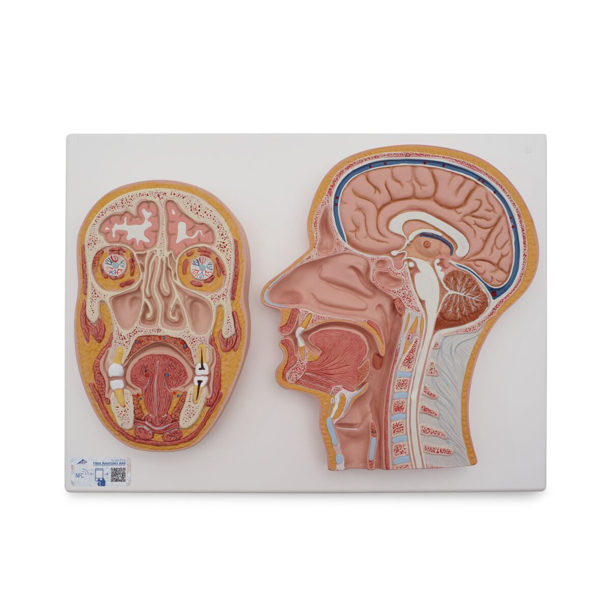 Median and Frontal Section of Human Head - 3B Scientific C13, view 5