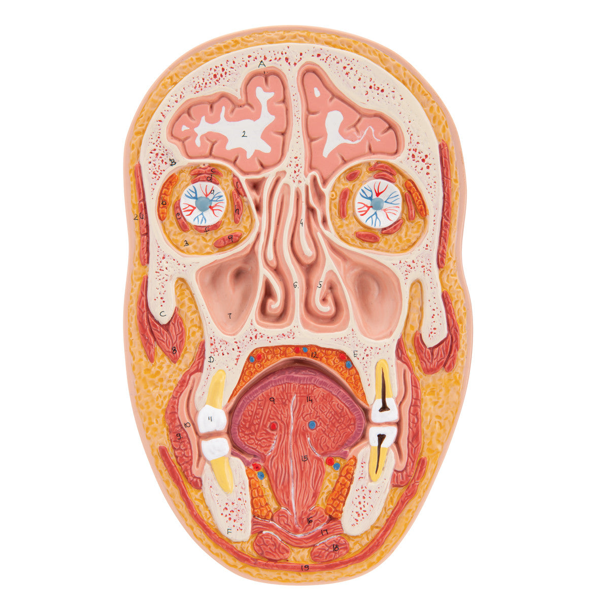 Median and Frontal Section of the Head | 3B Scientific C13