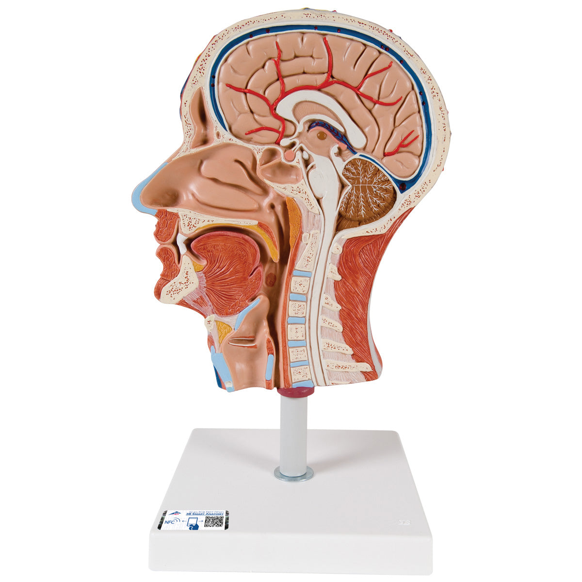 Half Head Model with Neck, Muscles, Blood Vessels & Nerve Branches