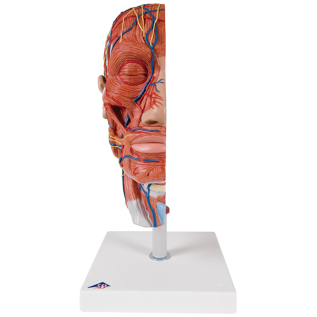 Half Head Model with Neck, Muscles, Blood Vessels & Nerve Branches