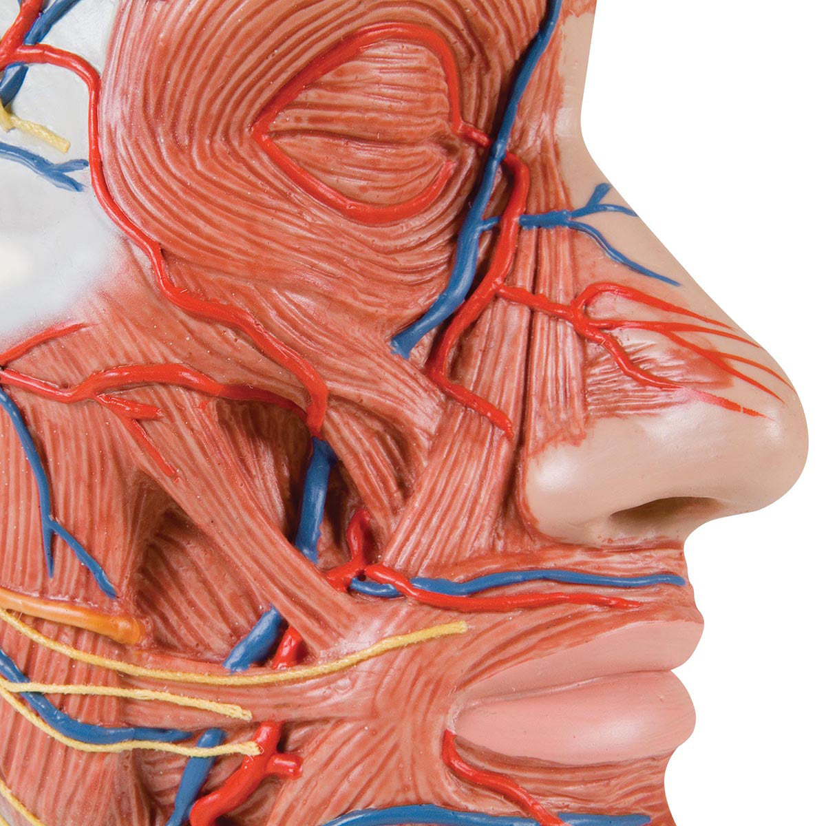 Half Head Model with Neck, Muscles, Blood Vessels & Nerve Branches