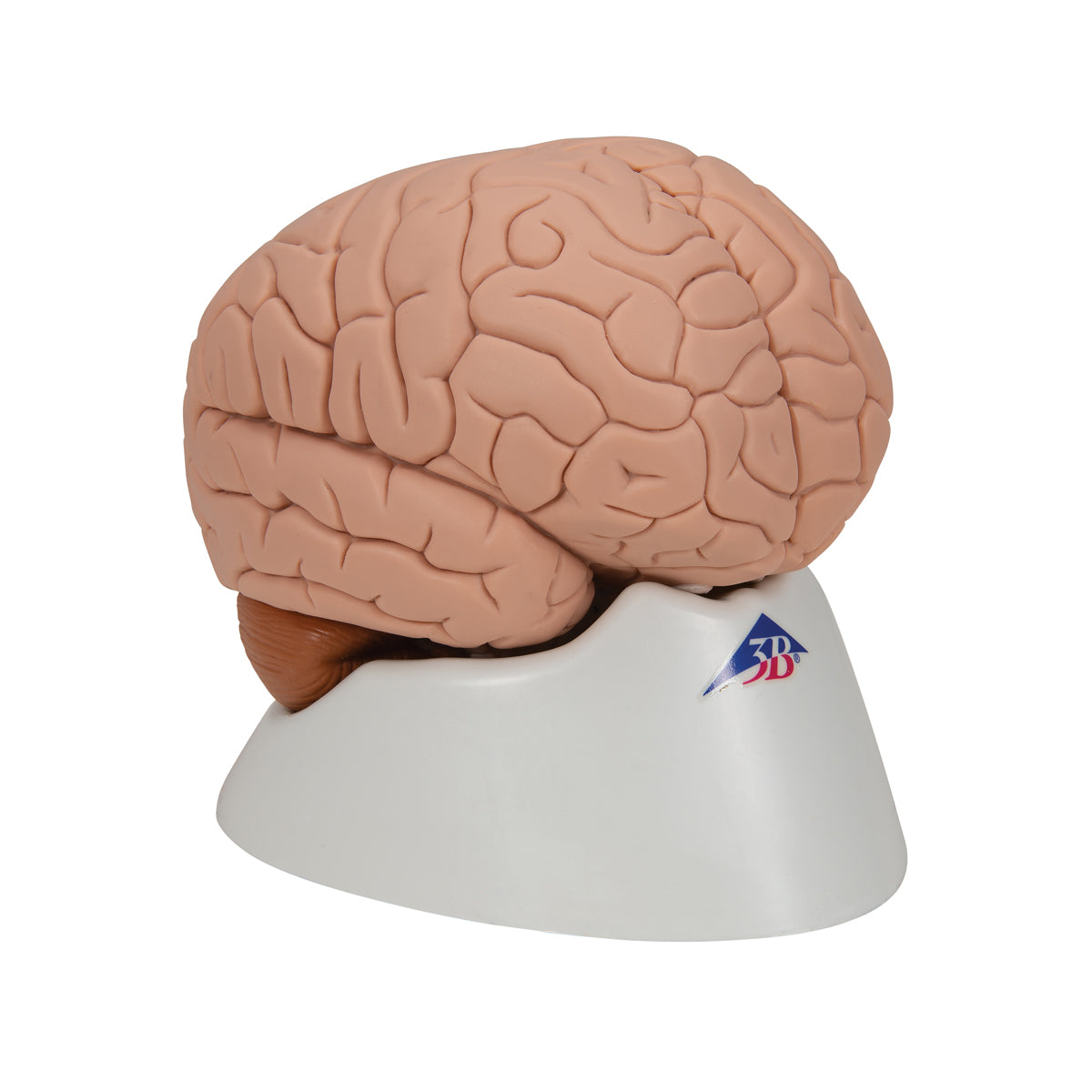 Human Brain Model, 2 part