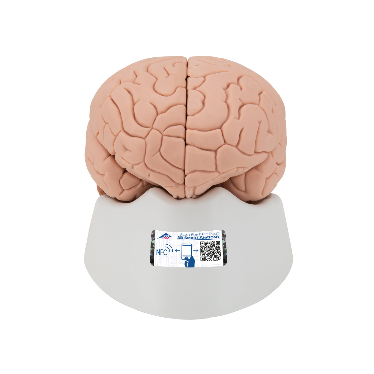 Brain Model, 4 parts