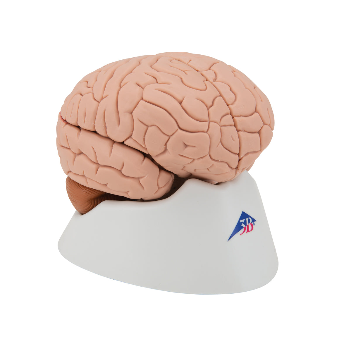 Brain Model, 4 parts