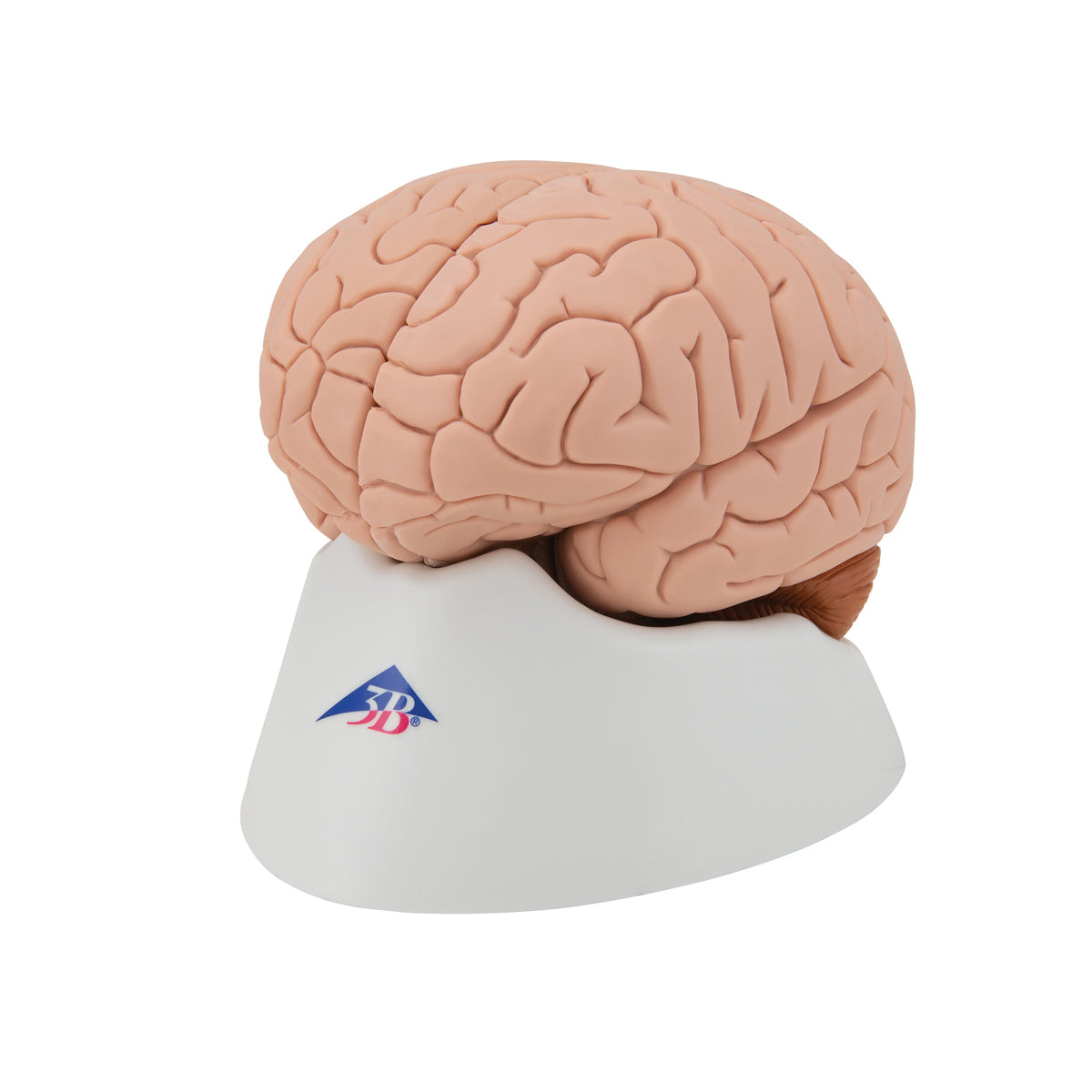 Brain Model, 4 parts
