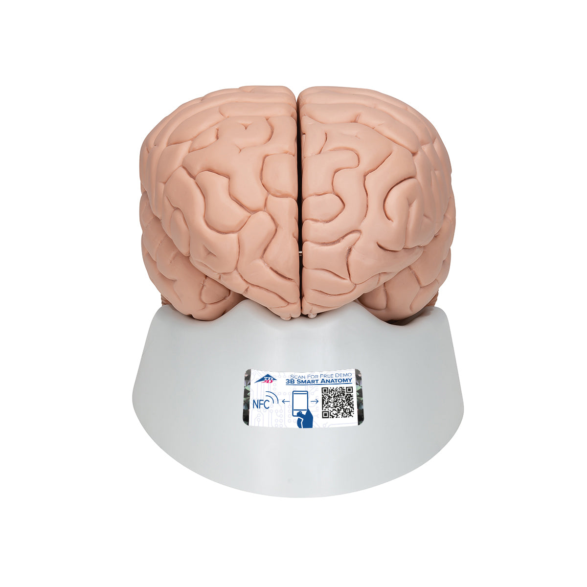 Deluxe Brain Model, 8 parts