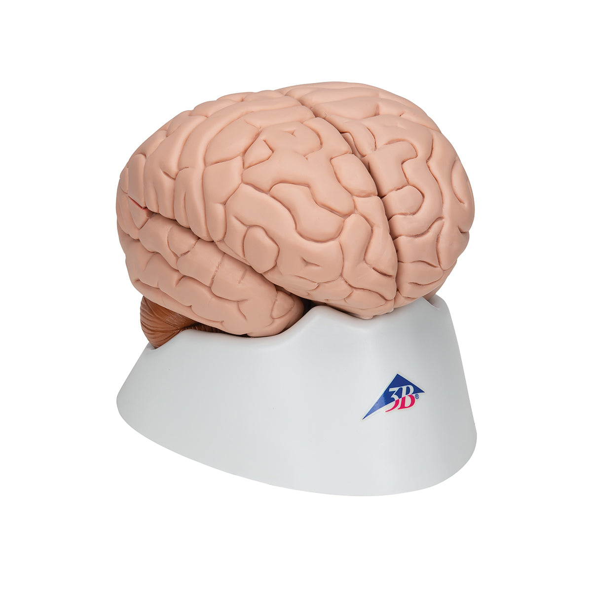 Deluxe Brain Model, 8 parts