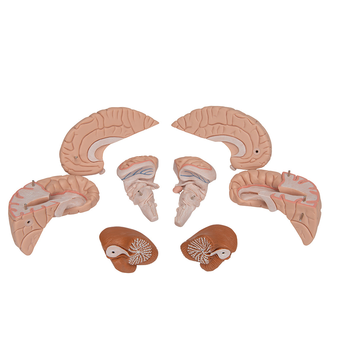 Deluxe Brain Model, 8 parts