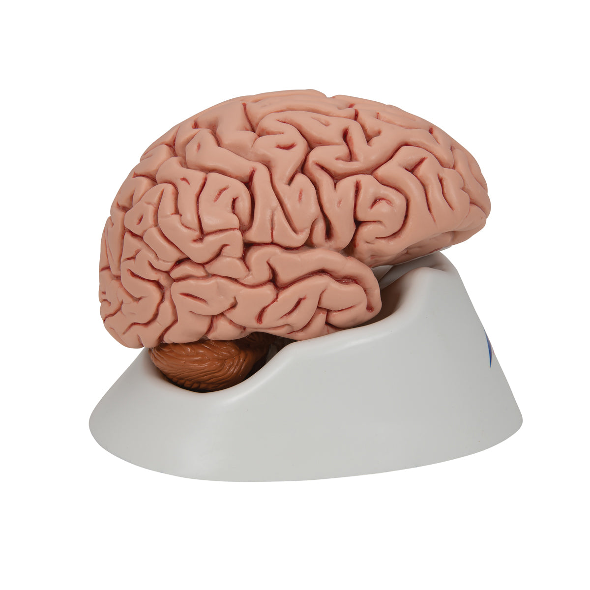 Dr.Brain基本編セット&Dr.5基本編セット Classic Human Brain Model, 5 part