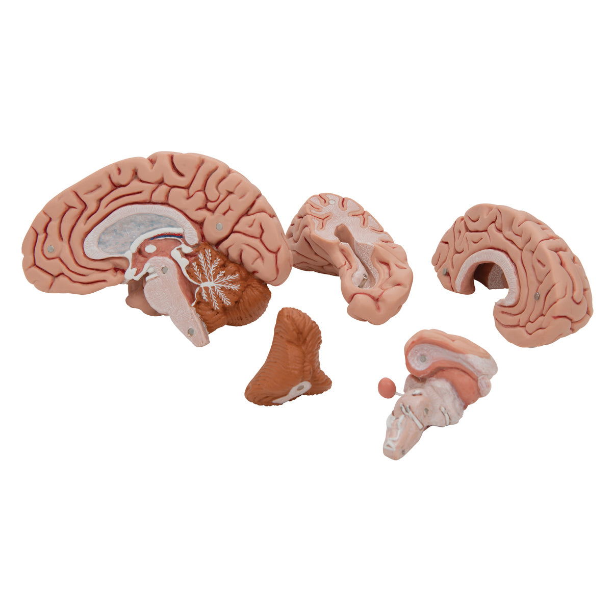 Dr.Brain基本編セット&Dr.5基本編セット Classic Human Brain Model, 5 part