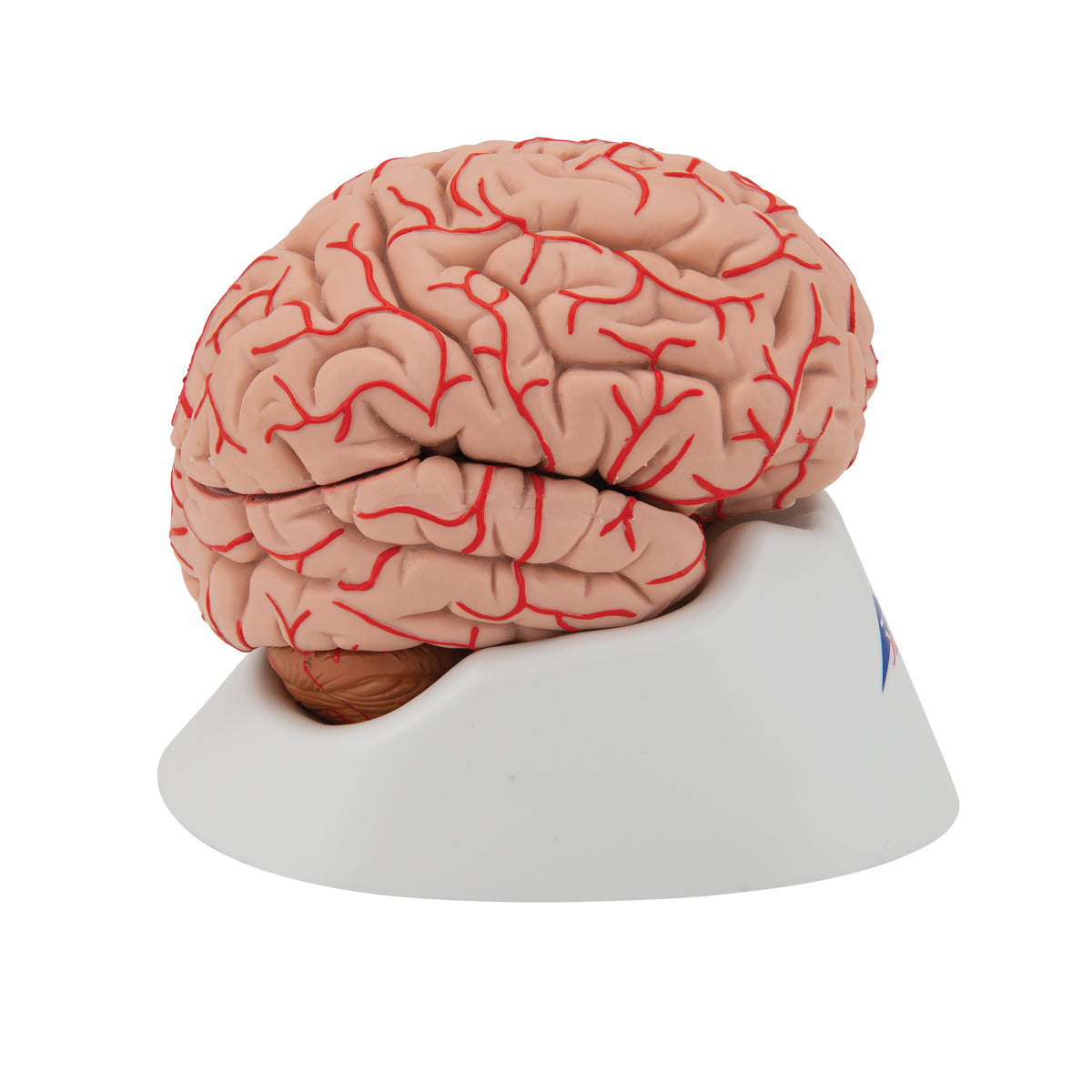 Human Brain Model with Arteries, 9 parts - 3B Scientific C20, view 3