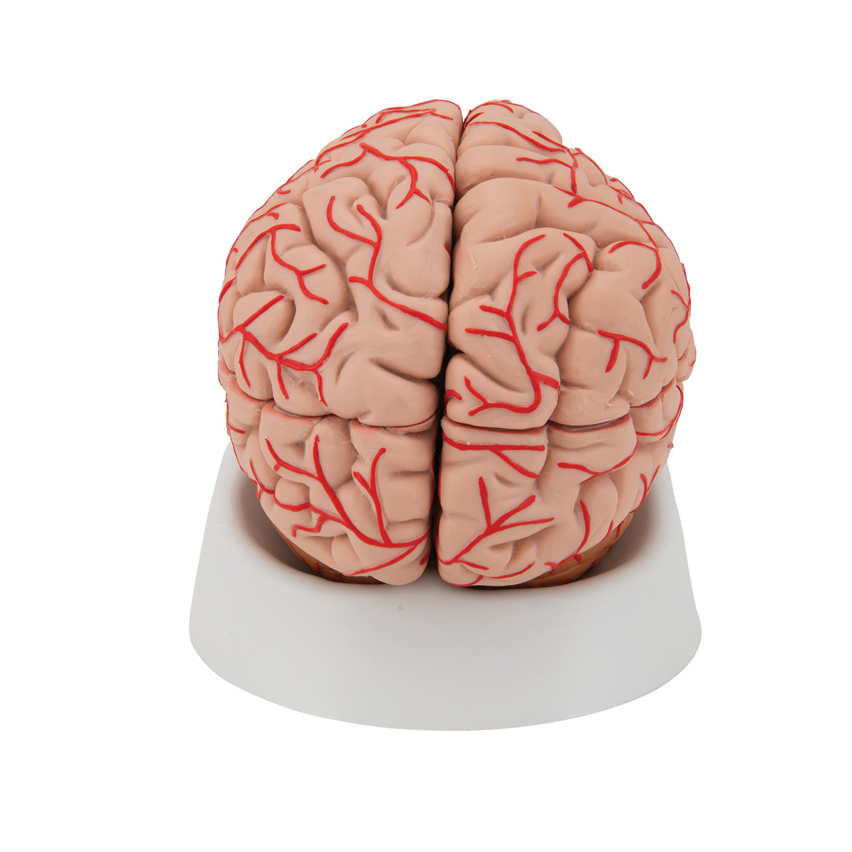 Human Brain Model with Arteries, 9 parts - 3B Scientific C20, view 4