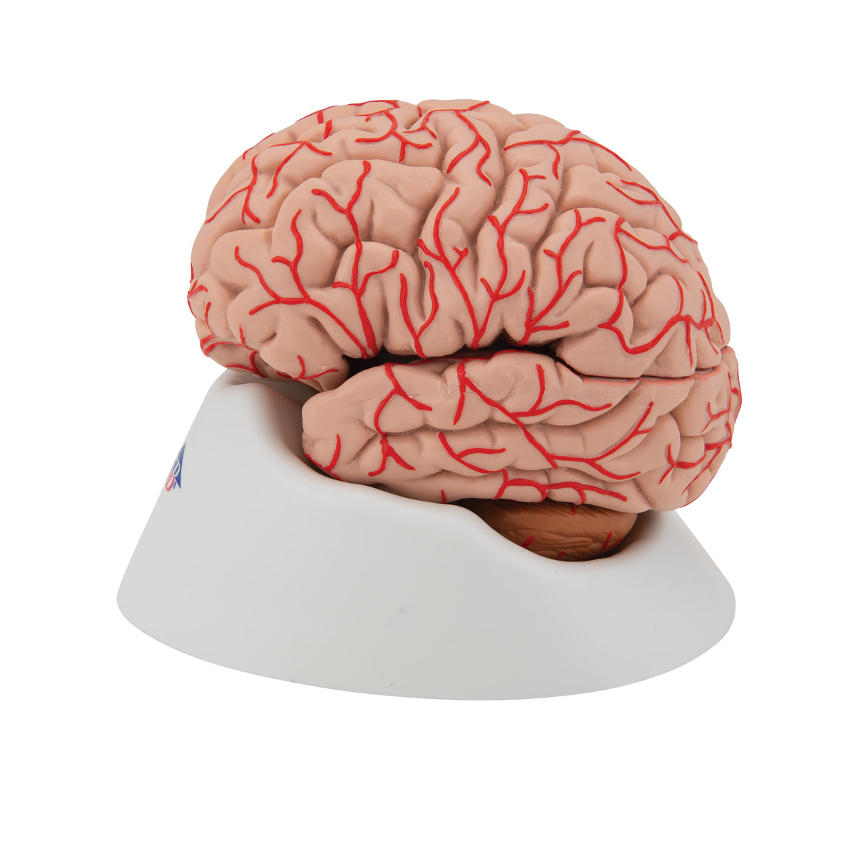 Human Brain Model with Arteries, 9 parts - 3B Scientific C20, view 5